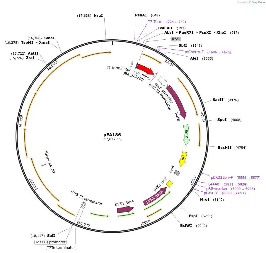187874-plasmid-map-sequence-id-368899