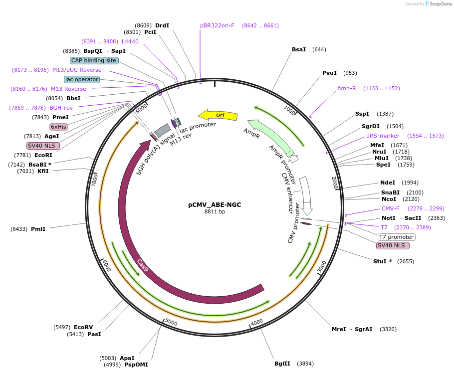 187056-plasmid-map-sequence-id-368924