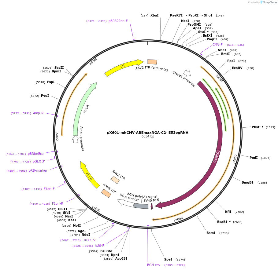 187066-plasmid-map-sequence-id-368934