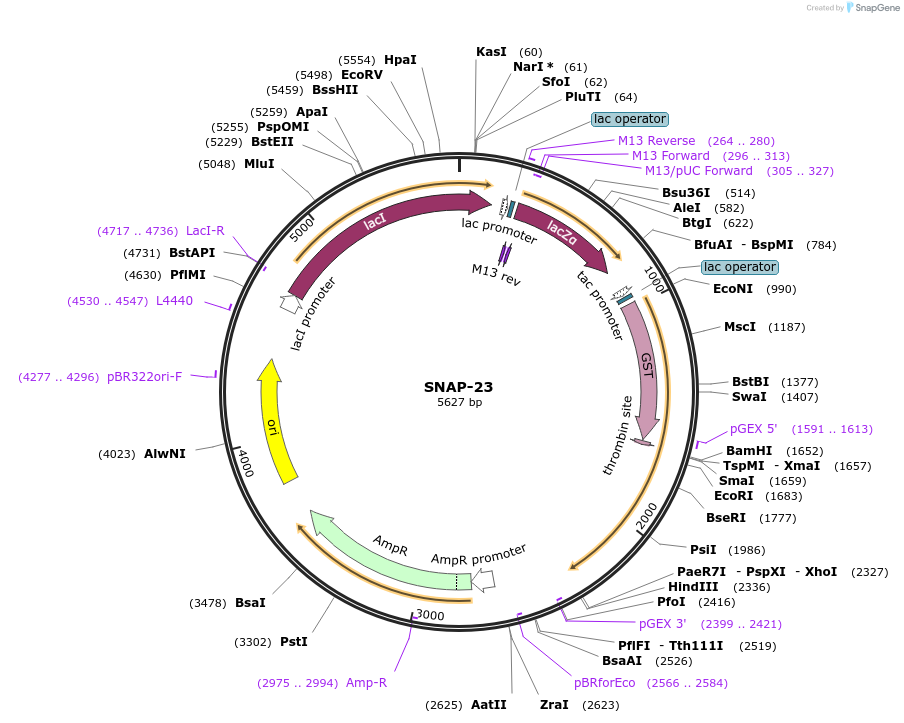 186686-plasmid-map-sequence-id-368935