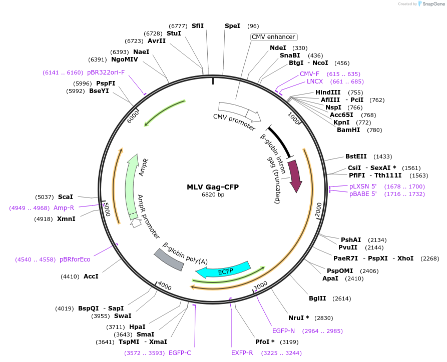 1812-plasmid-map-sequence-id-369