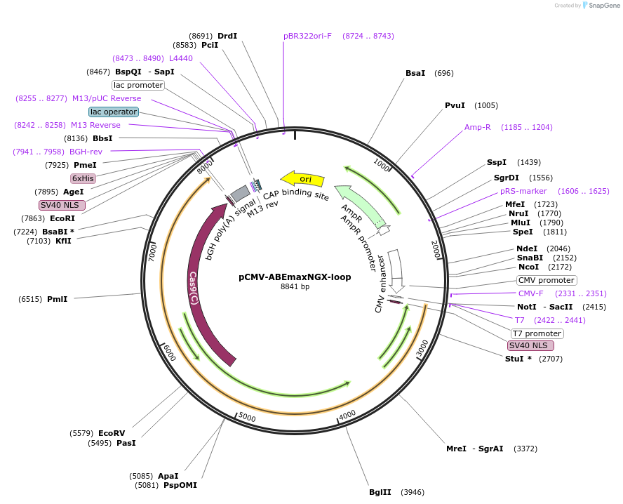 187061-plasmid-map-sequence-id-369022