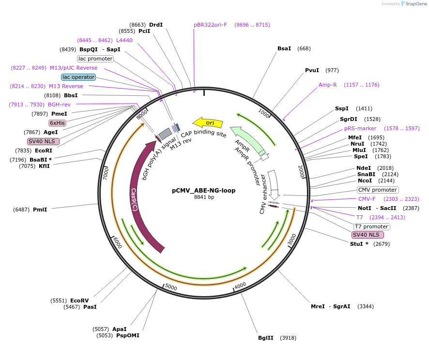 187057-plasmid-map-sequence-id-369024