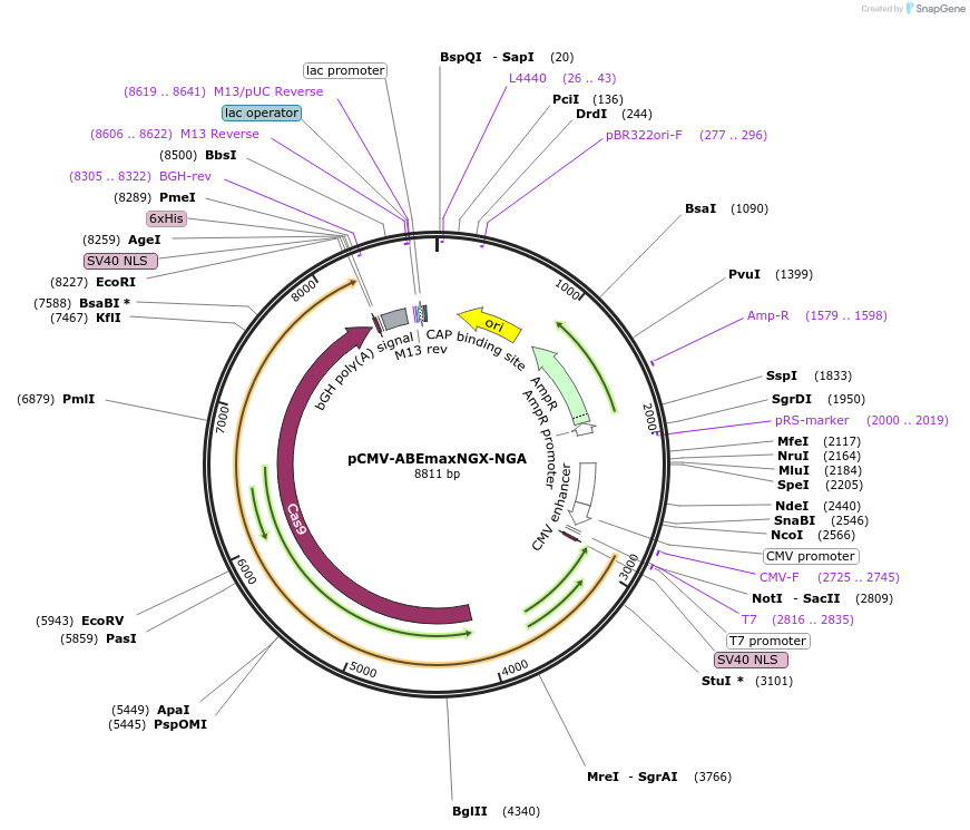 187059-plasmid-map-sequence-id-369027