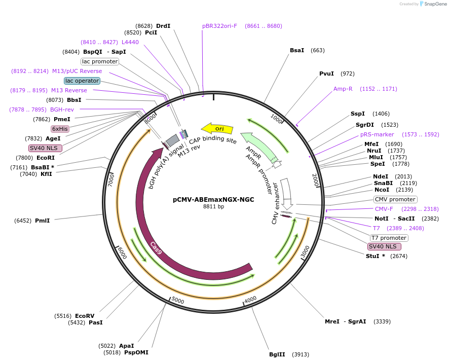 187060-plasmid-map-sequence-id-369028