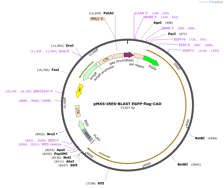 188118-plasmid-map-sequence-id-369030