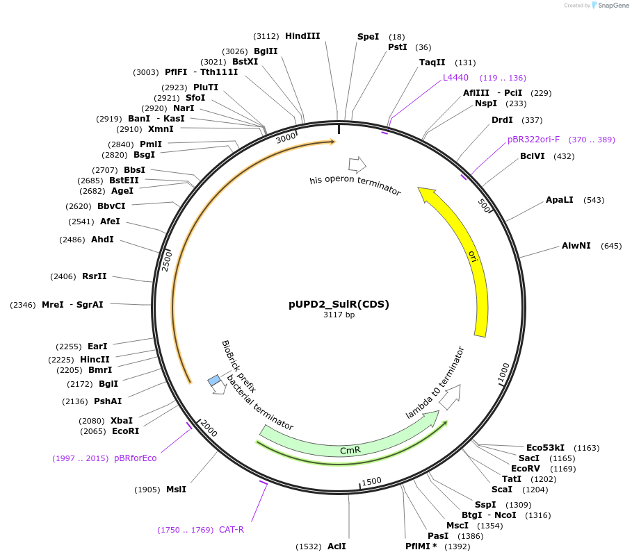 186423-plasmid-map-sequence-id-369032
