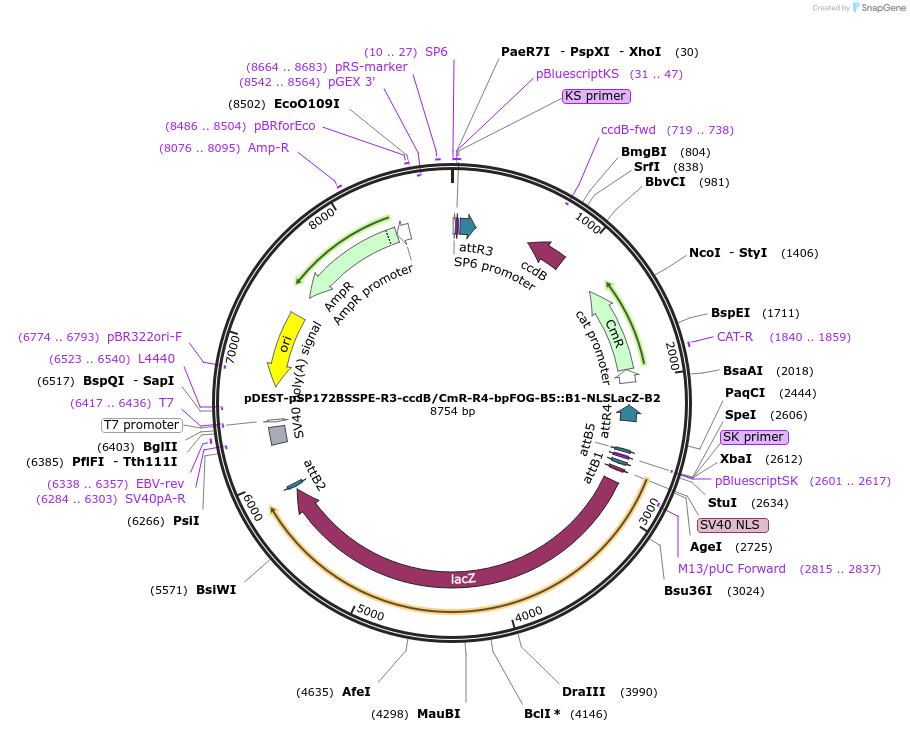 186414-plasmid-map-sequence-id-369043