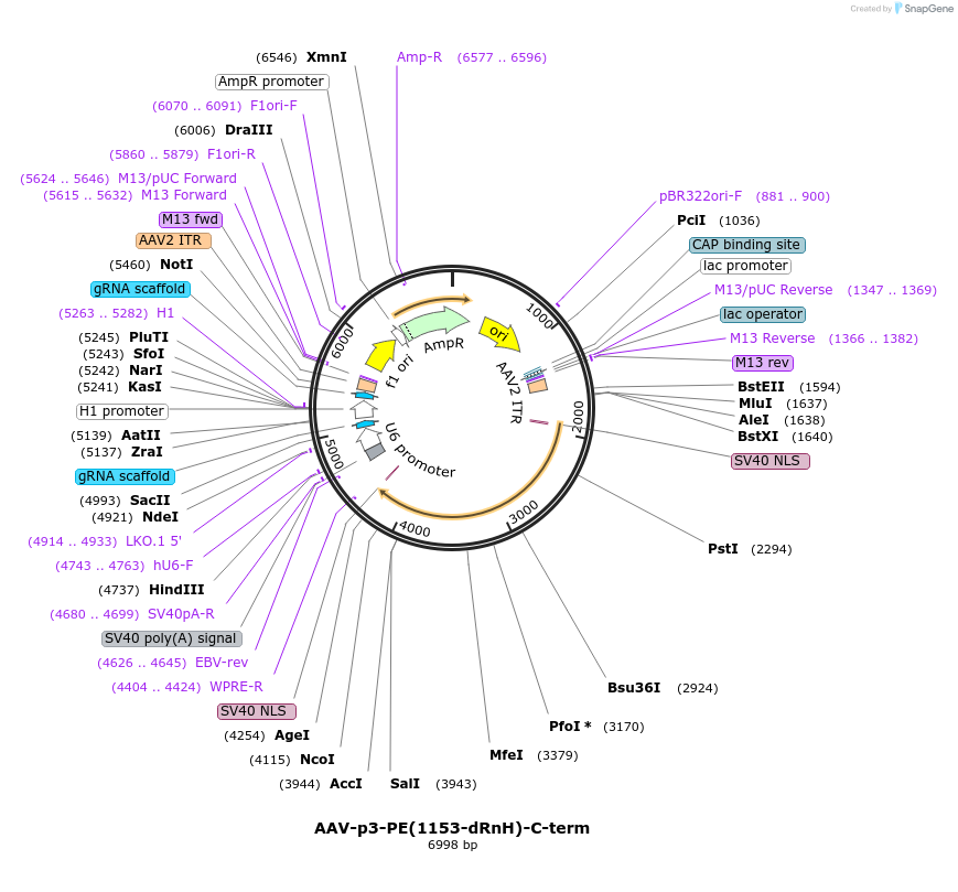 187182-plasmid-map-sequence-id-369051