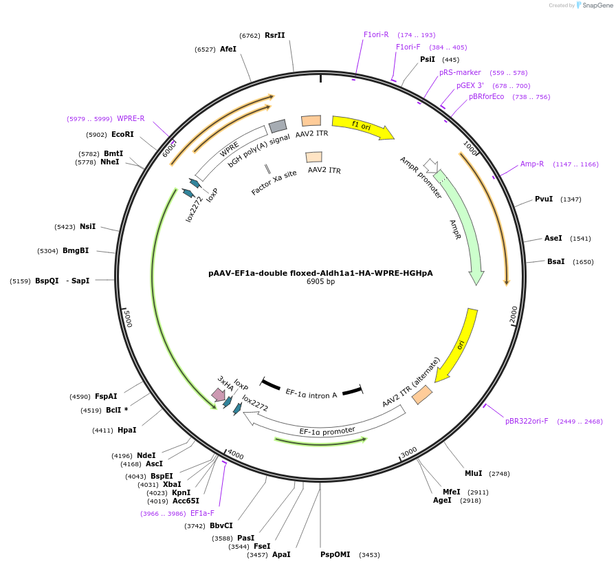 184633-plasmid-map-sequence-id-369061