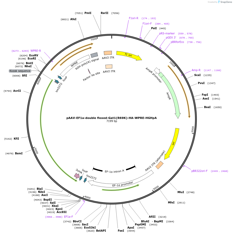 184636-plasmid-map-sequence-id-369063