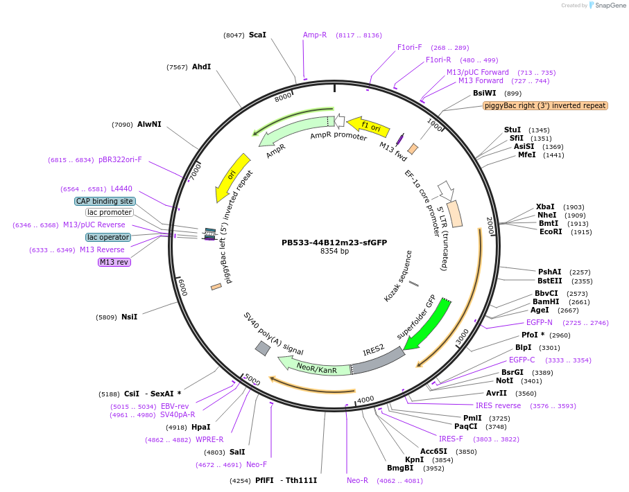186778-plasmid-map-sequence-id-369088