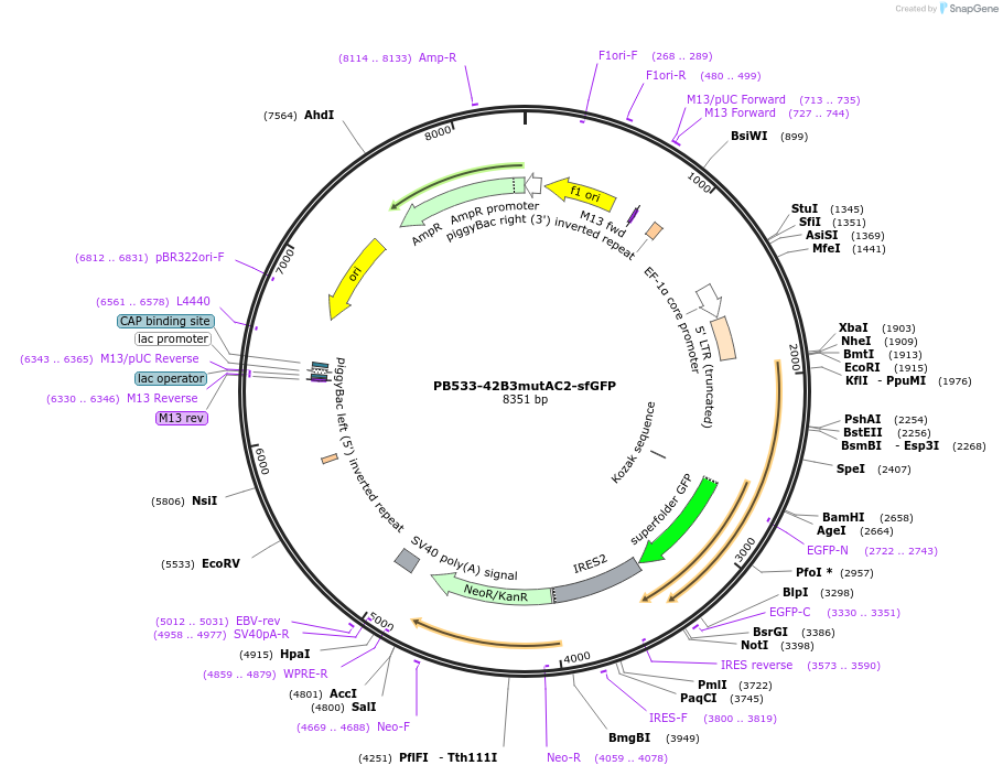 186777-plasmid-map-sequence-id-369089