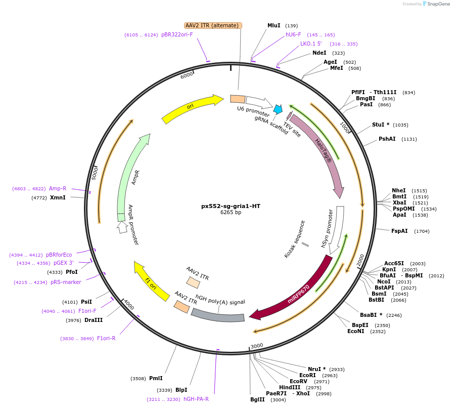 187652-plasmid-map-sequence-id-369120