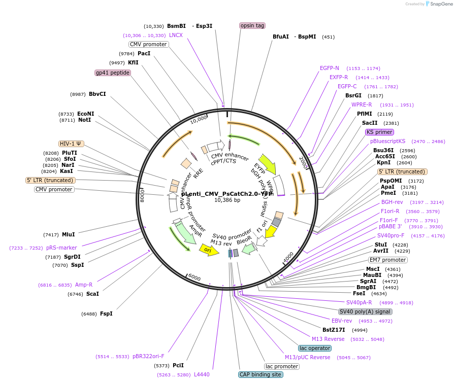 186978-plasmid-map-sequence-id-369135