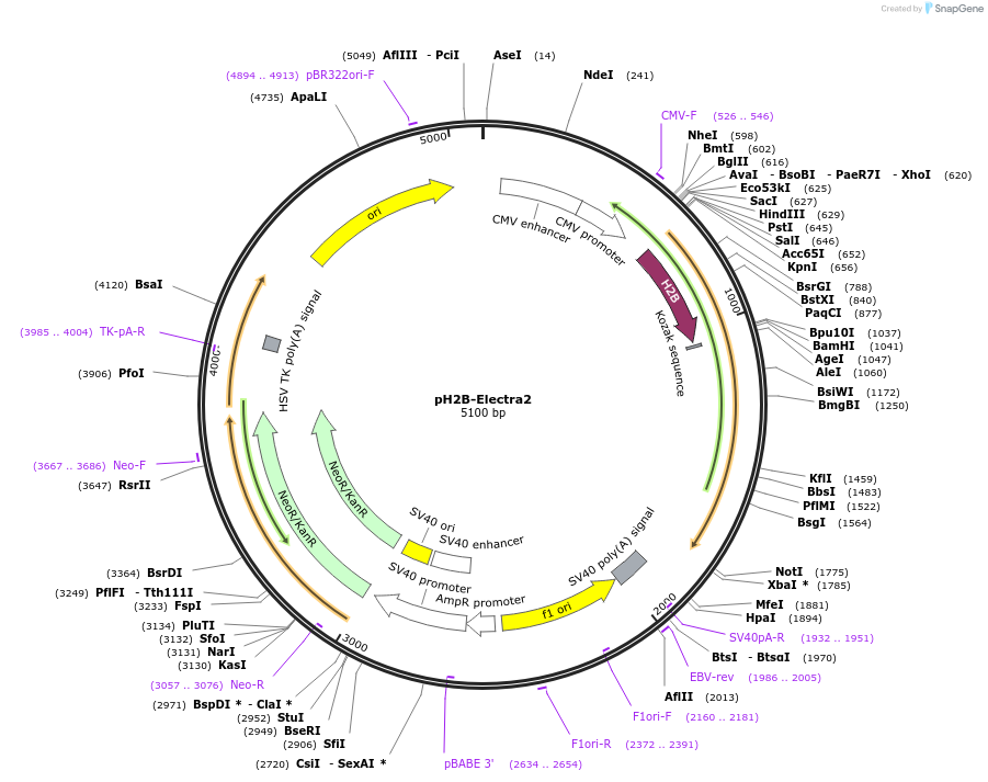 179479-plasmid-map-sequence-id-369136