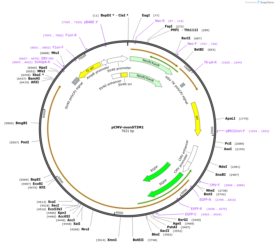 161795-plasmid-map-sequence-id-369139