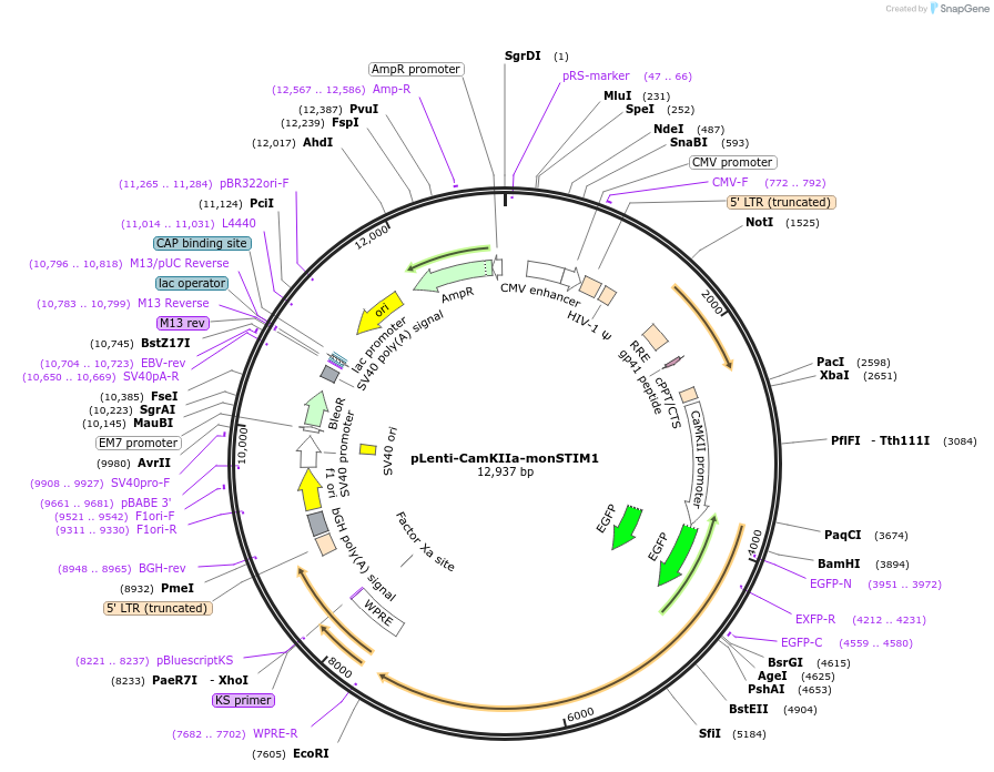 161796-plasmid-map-sequence-id-369140