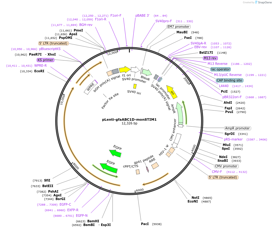 161797-plasmid-map-sequence-id-369141