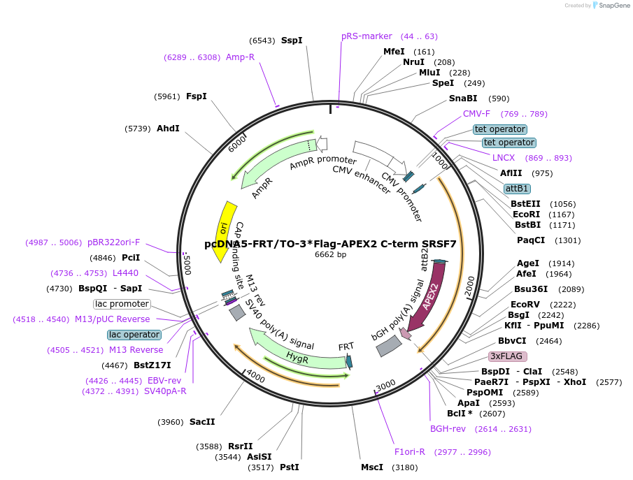 187582-plasmid-map-sequence-id-369149