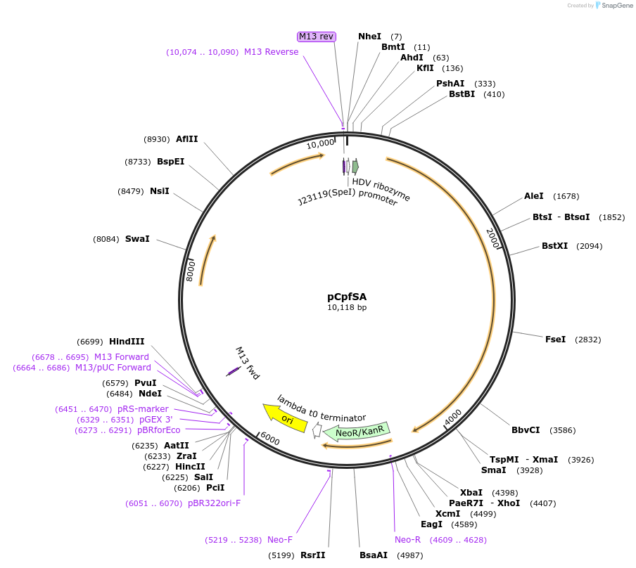 187890-plasmid-map-sequence-id-369165