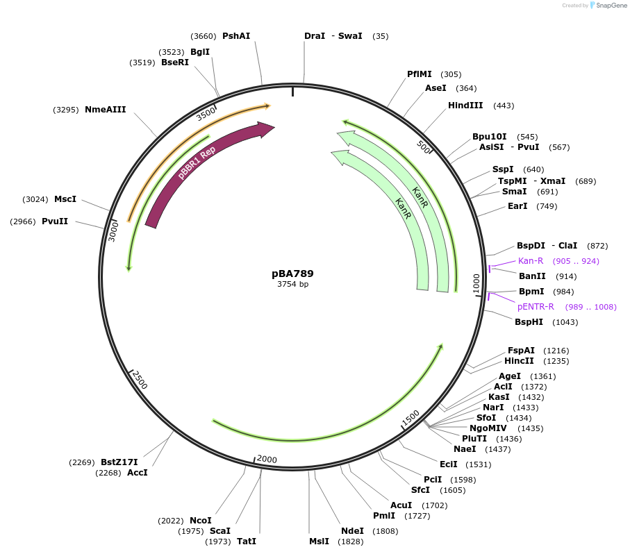 186244-plasmid-map-sequence-id-369167