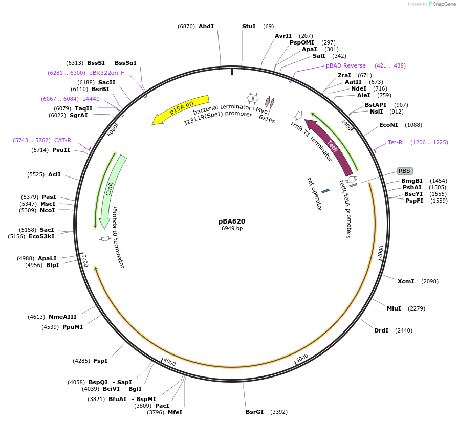 186240-plasmid-map-sequence-id-369170
