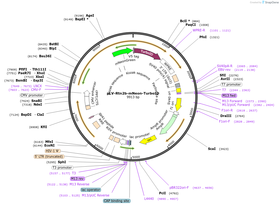 186612-plasmid-map-sequence-id-369185