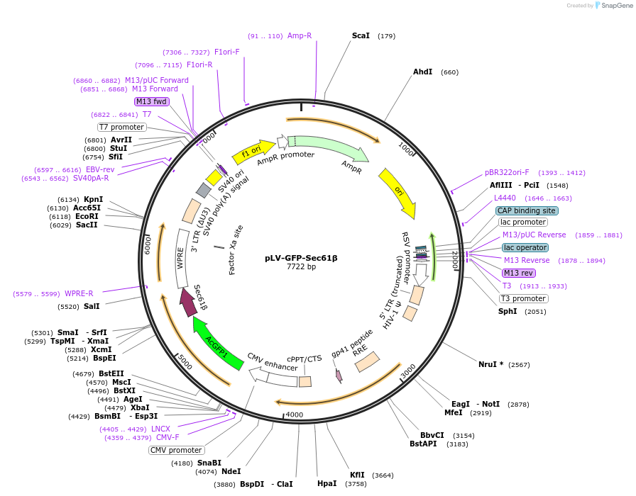 186597-plasmid-map-sequence-id-369187