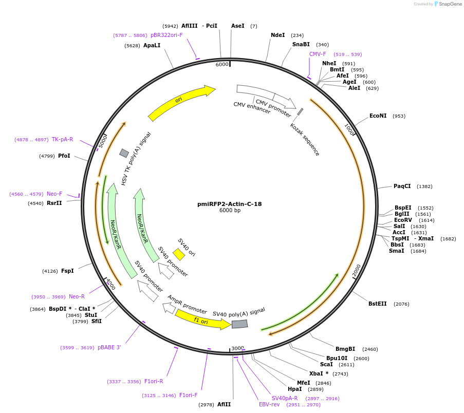 178965-plasmid-map-sequence-id-369190