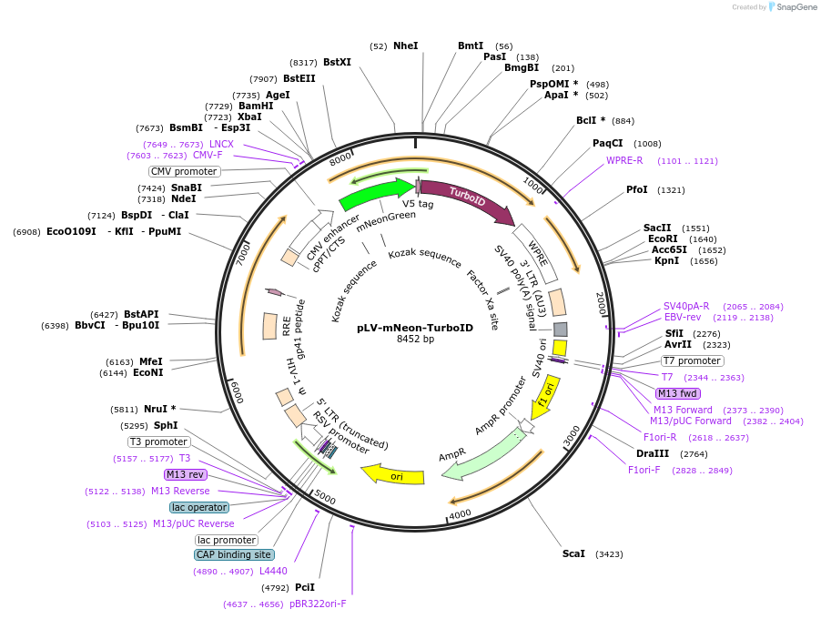 186610-plasmid-map-sequence-id-369191