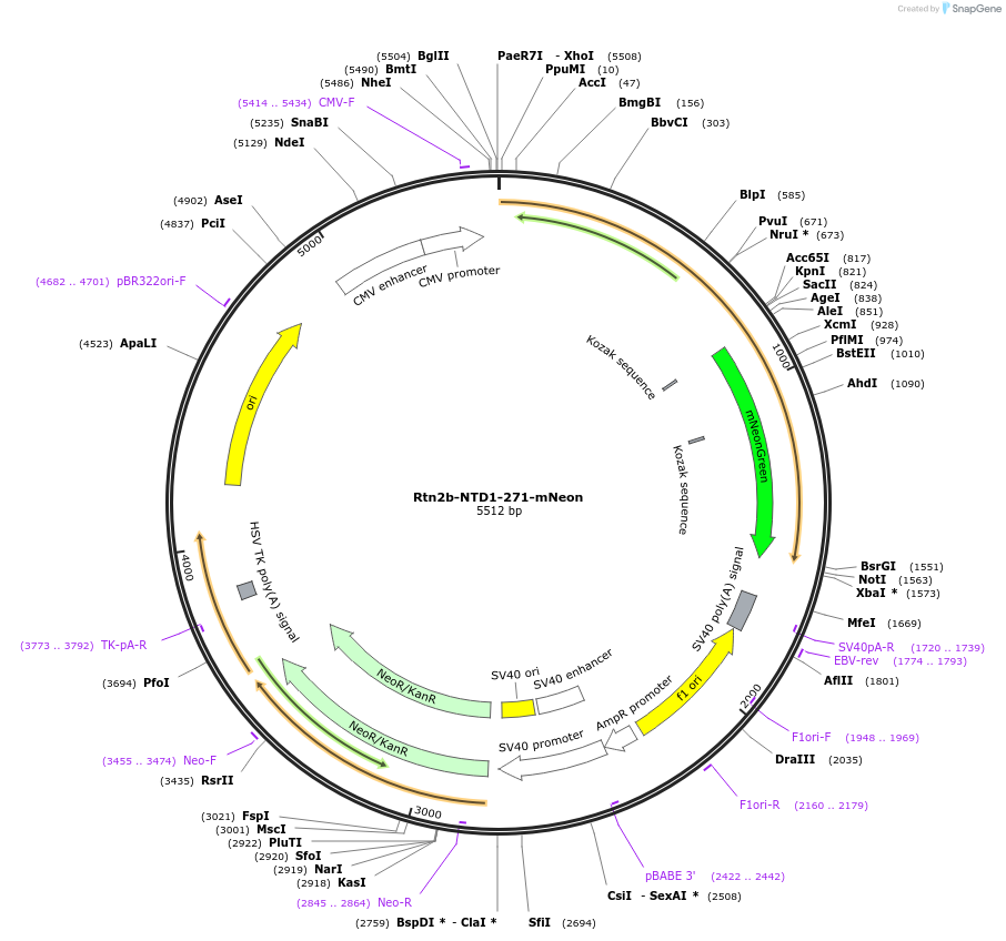 186601-plasmid-map-sequence-id-369195