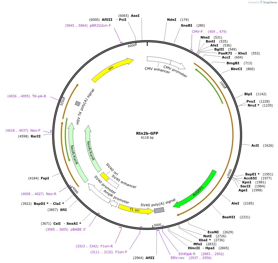 186599-plasmid-map-sequence-id-369196