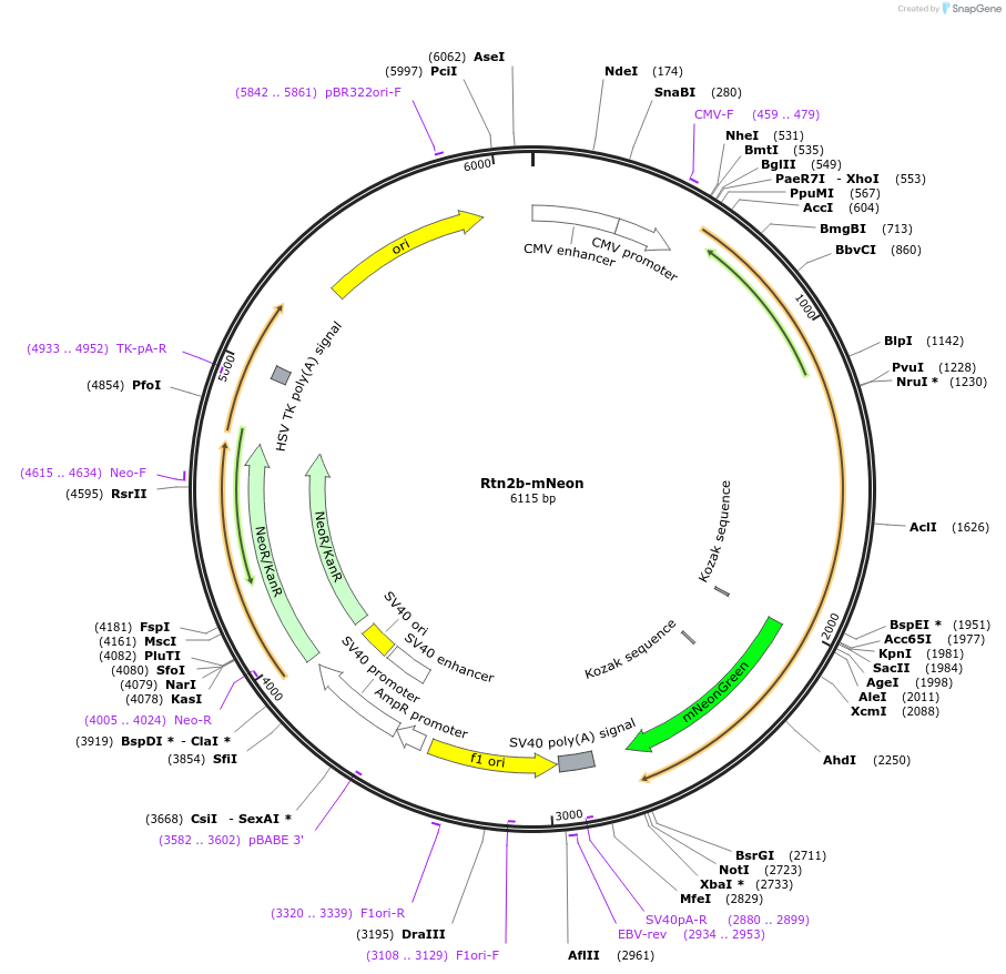 186598-plasmid-map-sequence-id-369197