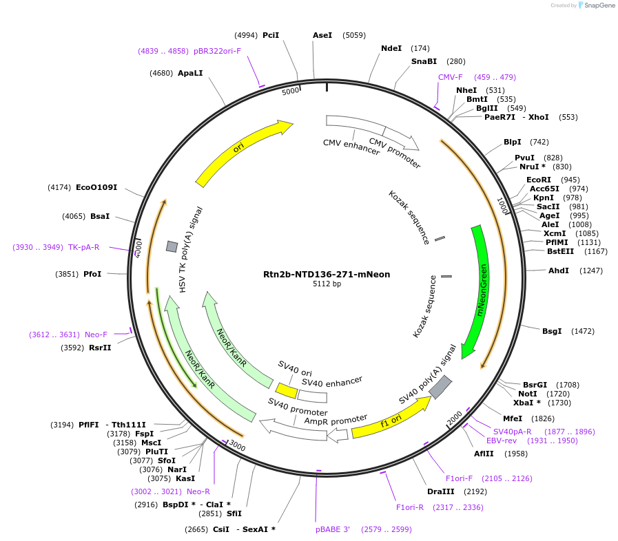 186604-plasmid-map-sequence-id-369198