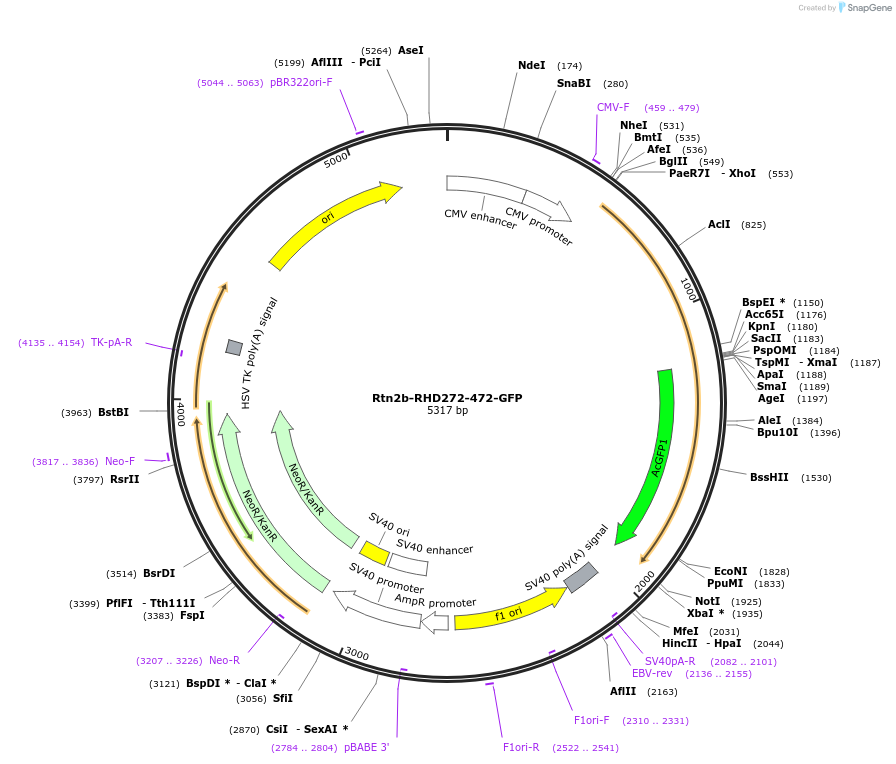 186606-plasmid-map-sequence-id-369199