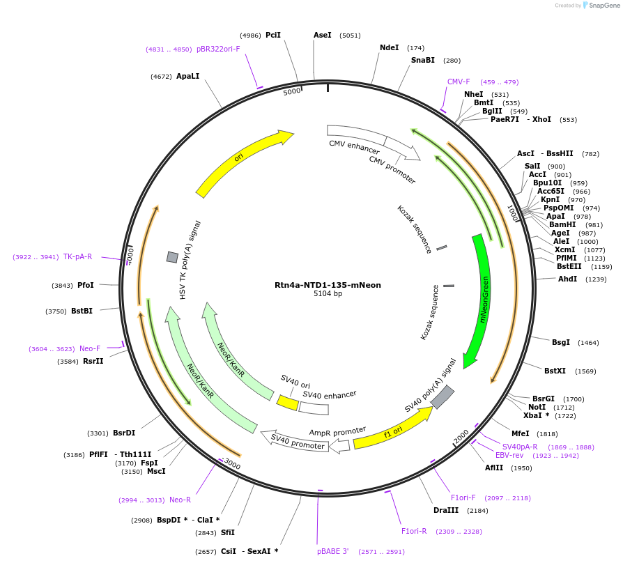 186609-plasmid-map-sequence-id-369202