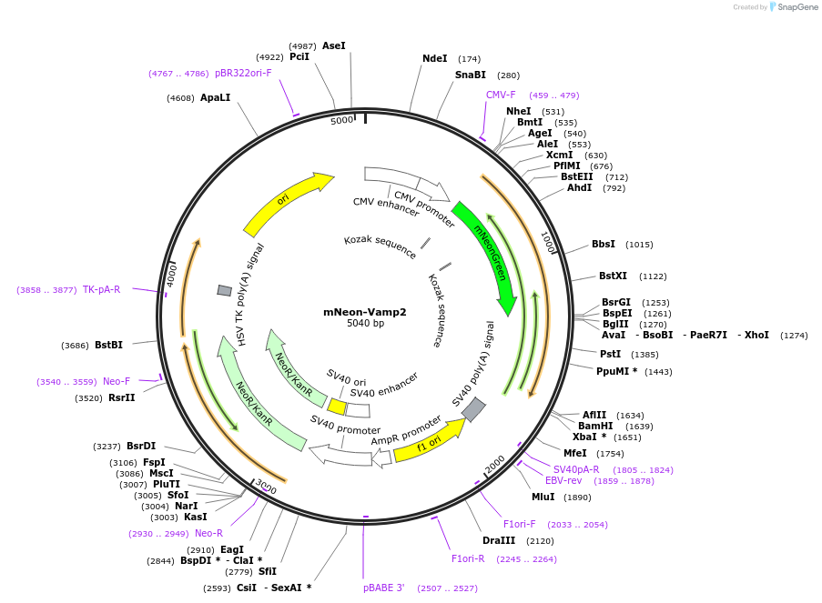 186619-plasmid-map-sequence-id-369203