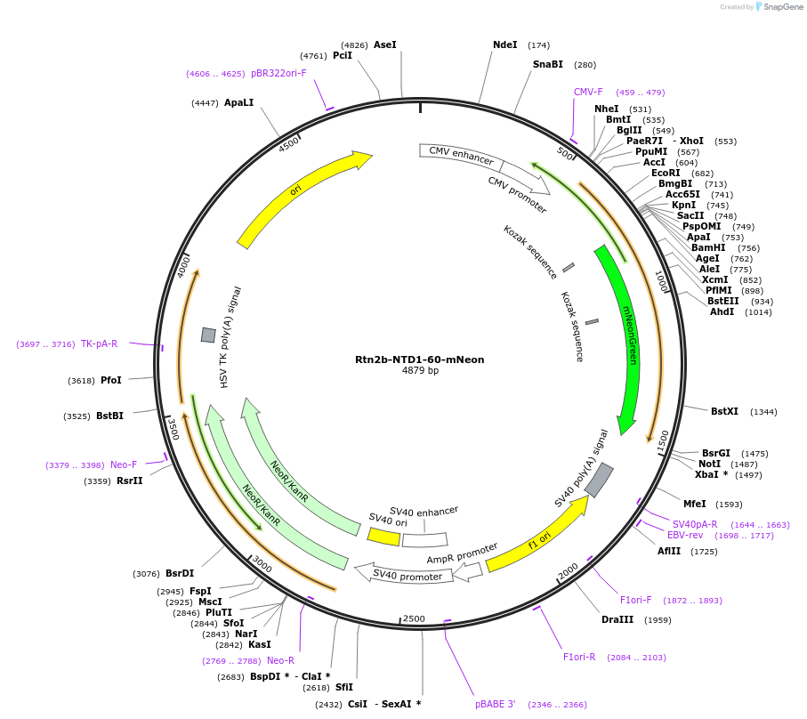 186603-plasmid-map-sequence-id-369204