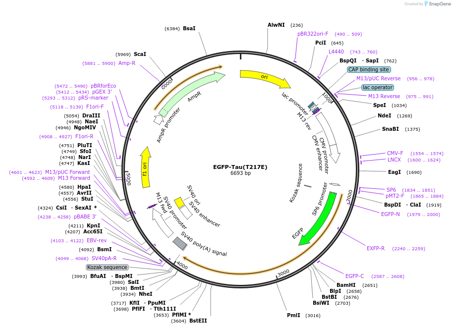 187024-plasmid-map-sequence-id-369205