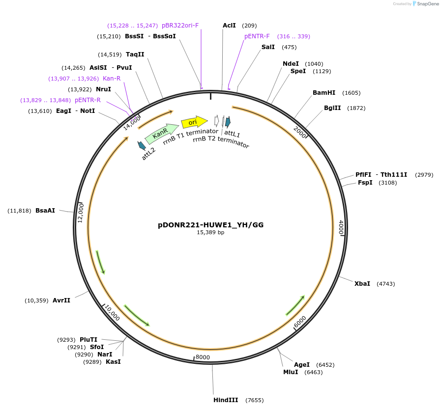 187122-plasmid-map-sequence-id-369211