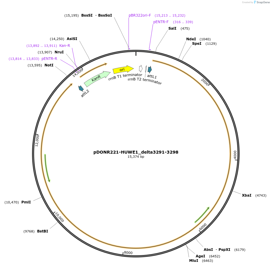 187124-plasmid-map-sequence-id-369212