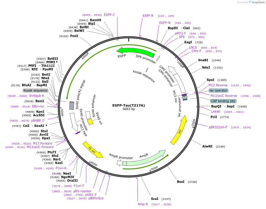 187025-plasmid-map-sequence-id-369214