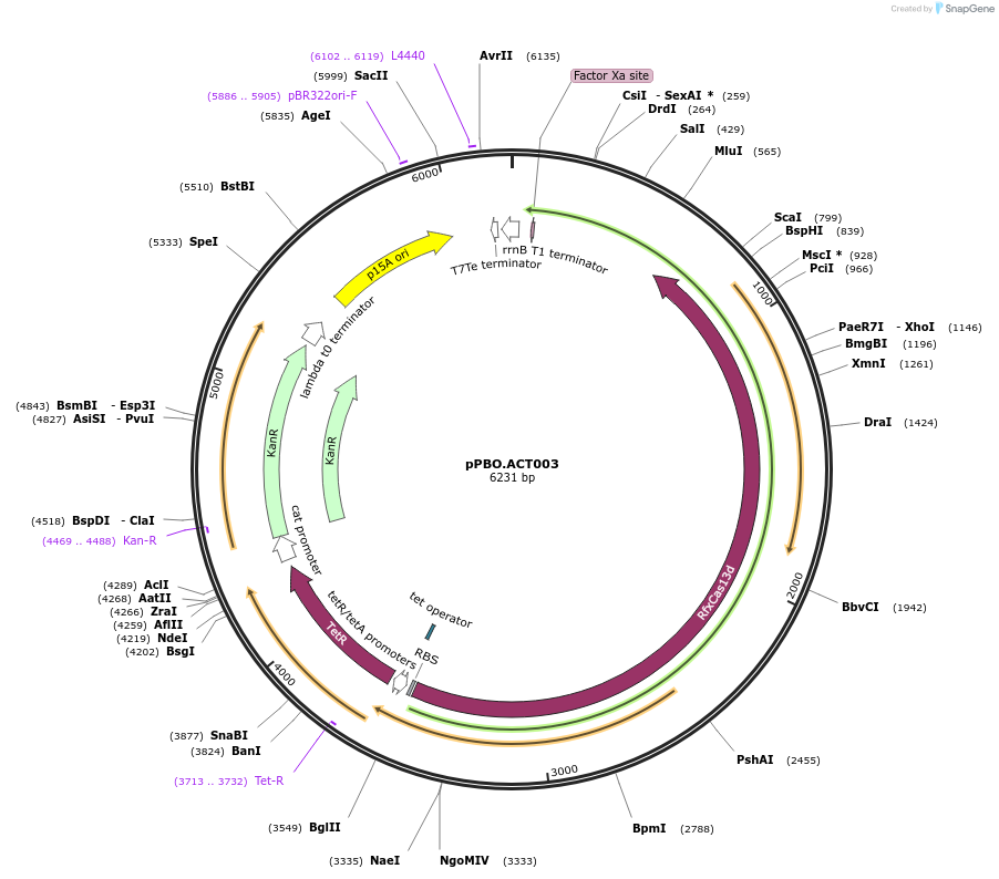 182713-plasmid-map-sequence-id-369235