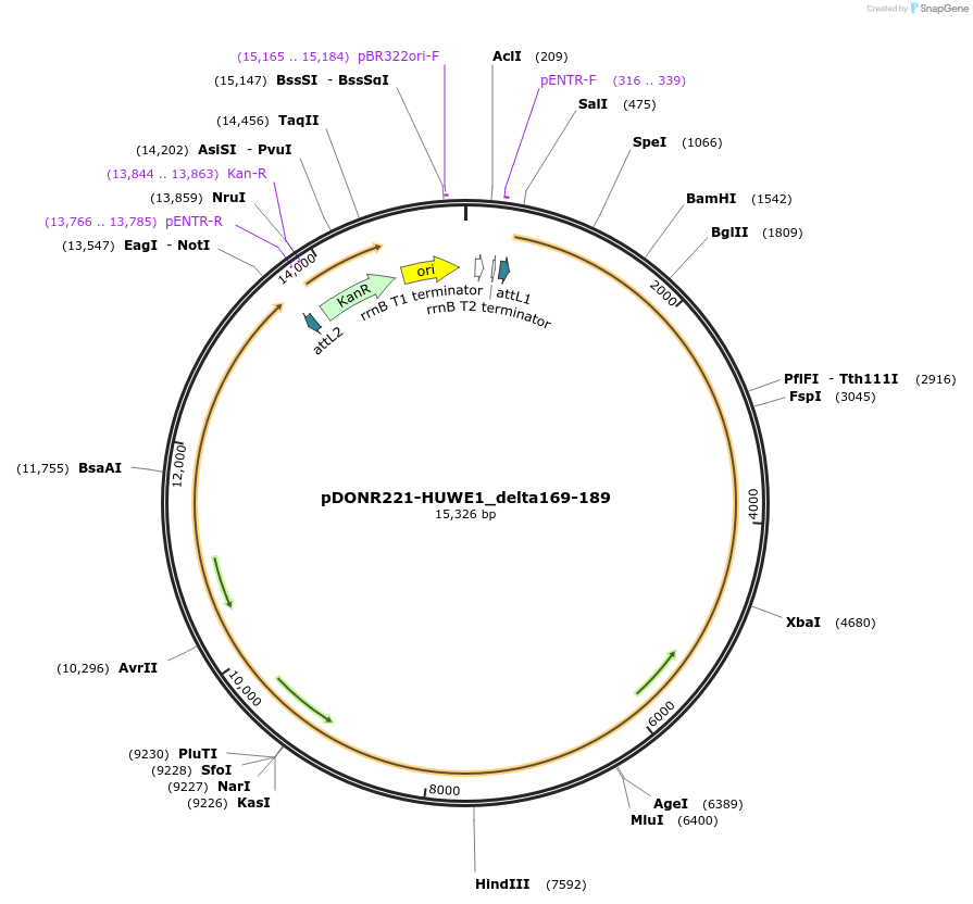 187134-plasmid-map-sequence-id-369246