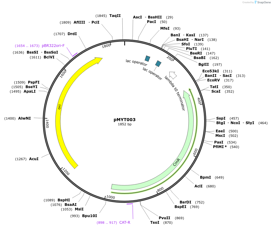 180656-plasmid-map-sequence-id-369250