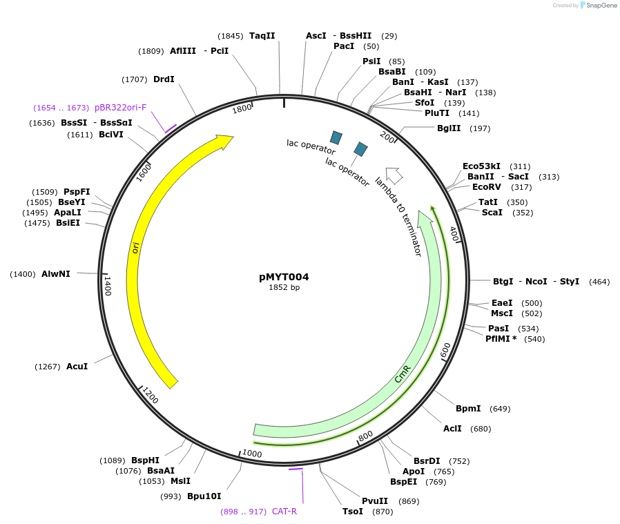 180657-plasmid-map-sequence-id-369251