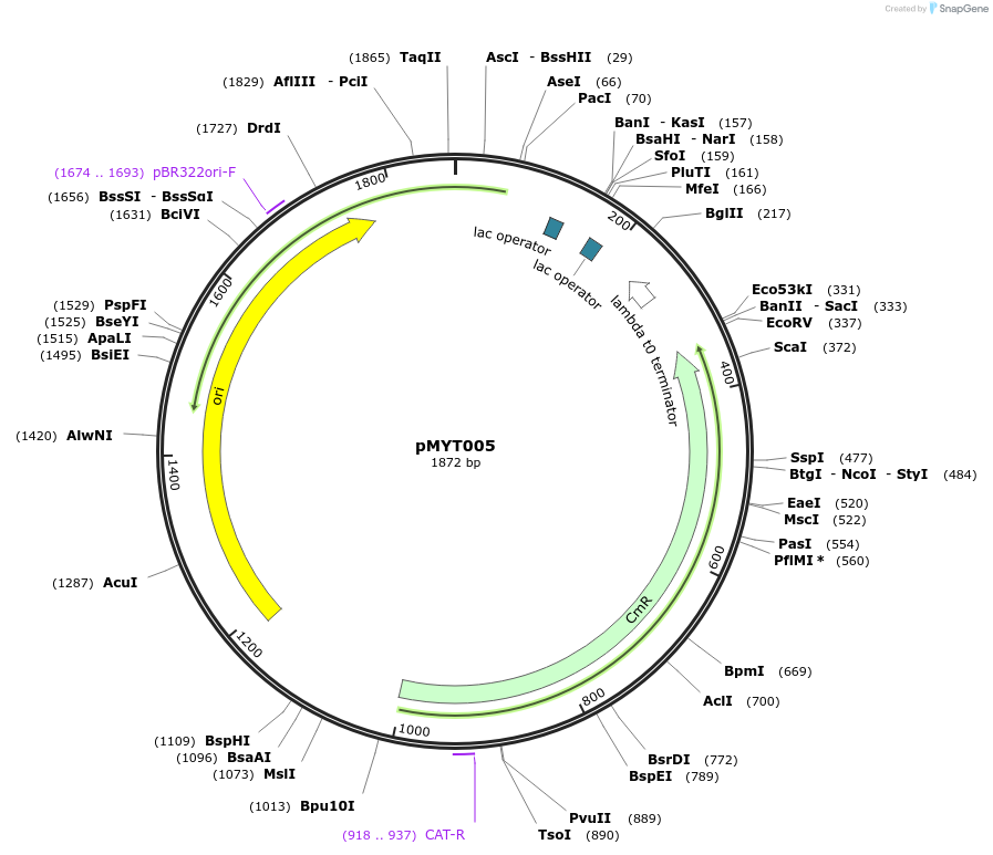 180658-plasmid-map-sequence-id-369253