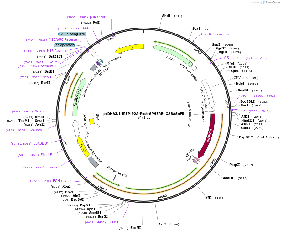 187092-plasmid-map-sequence-id-369261