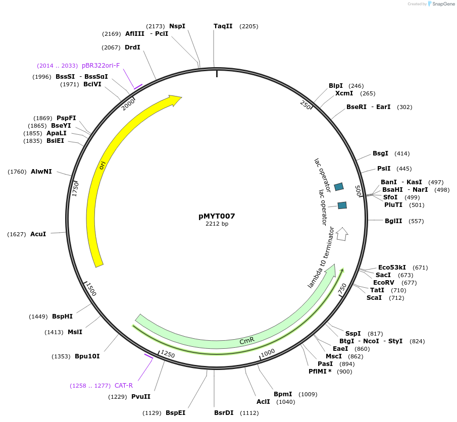 180660-plasmid-map-sequence-id-369263